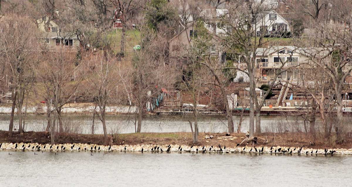 4. Cormorants along the edge of Strom Island 2022